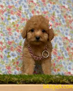 Redbrown Toy Poodle Erkek Yavrumuz 3