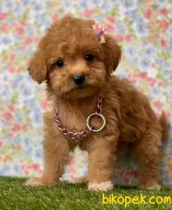 Redbrown Toy Poodle Erkek Yavrumuz 2