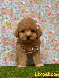 Redbrown Toy Poodle Erkek Yavrumuz 4