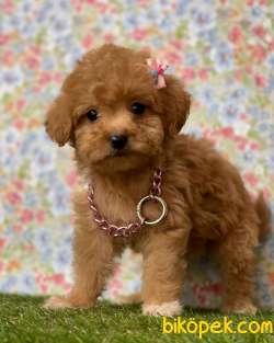 Redbrown Toy Poodle Erkek Yavrumuz 1