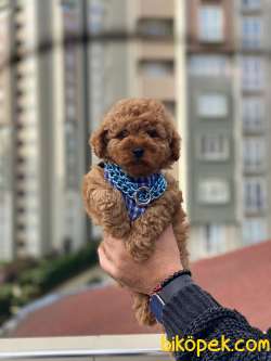 Redbrown Toy Poodle Erkek Yavrumuz 2