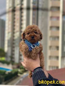 Redbrown Toy Poodle Erkek Yavrumuz 3