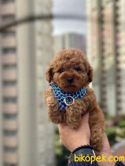 Redbrown Toy Poodle Erkek Yavrumuz 1