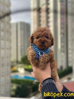 Redbrown Toy Poodle Erkek Yavrumuz 2