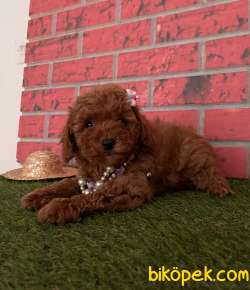 Redbrown Toy Poodle Yavrular 15 1