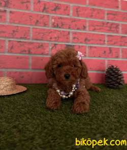 Redbrown Toy Poodle Yavrular 15 4