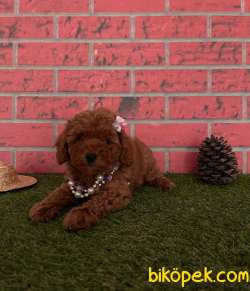 Redbrown Toy Poodle Yavrular 15 2