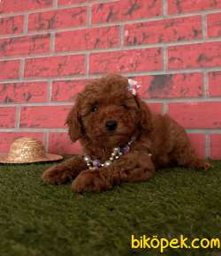 Redbrown Toy Poodle Yavrular 15 3