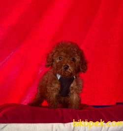 Redbrown Toy Poodle Yavrularımız 5