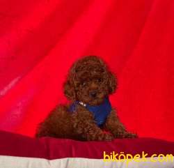 Redbrown Toy Poodle Yavrularımız 2