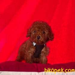 Redbrown Toy Poodle Yavrularımız 4