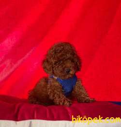 Redbrown Toy Poodle Yavrularımız 1