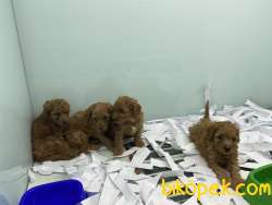 Redbrown Toy Poodle Yavrularımız Gelmiştir 5