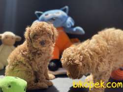 Redbrown Toy Poodle Yavrularımız Gelmiştir 3
