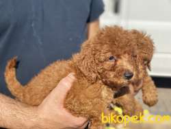 Redbrown Toy Poodle Yavrularımız Gelmiştir 4