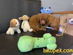 Redbrown Toy Poodle Yavrularımız Gelmiştir 1