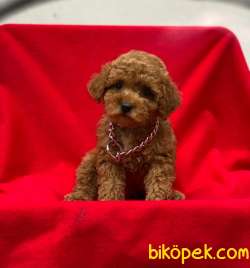 Redrown Toy Poodle Yavrumuz Moli