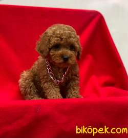 Redrown Toy Poodle Yavrumuz 2