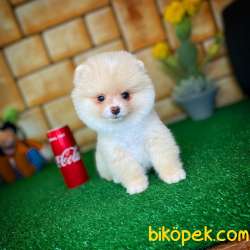 Irkının En Güzeli Pomeranian Boo 4