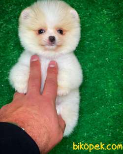 Irkının En Güzeli Pomeranian Boo 3