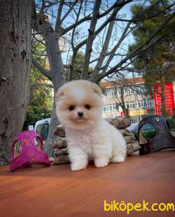 Irkının En Güzeli Pomeranian Boo 5