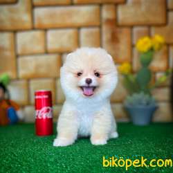 Irkının En Güzeli Pomeranian Boo 2