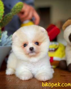 Irkının En Güzeli Pomeranian Boo 1