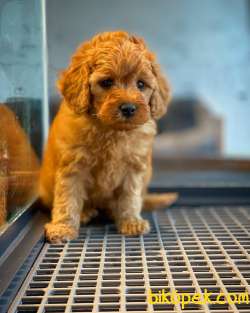 Mükemmel Kali̇te Poodle Yavrularımız 3