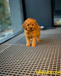 Mükemmel Kali̇te Poodle Yavrularımız 1