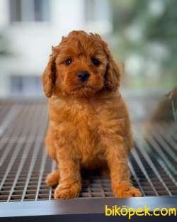 Mükemmel Kali̇te Poodle Yavrularımız 2