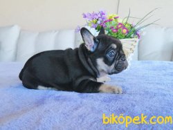 RENGARENK BİRBİRİNDEN GÜZEL FRANSIZ BULLDOG YAVRULARI 4