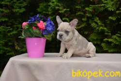 RENGARENK BİRBİRİNDEN GÜZEL FRANSIZ BULLDOG YAVRULARI 3