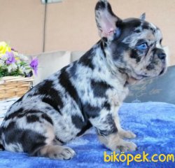RENGARENK BİRBİRİNDEN GÜZEL FRANSIZ BULLDOG YAVRULARI 1