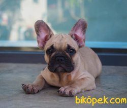 RENGARENK BİRBİRİNDEN GÜZEL FRANSIZ BULLDOG YAVRULARI 5