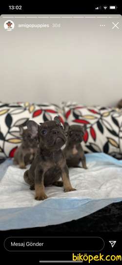 Rengarenk Frenchbulldog Yavrular 1