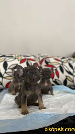 Rengarenk Frenchbulldog Yavrular 3
