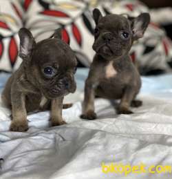 Rengarenk Frenchbulldog Yavrular 2