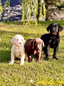 RENGARENK MUTLU LABRADOR İÇİN ARAYİN LÜTFEN 2