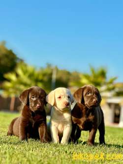 RENGARENK MUTLU LABRADOR İÇİN ARAYİN LÜTFEN