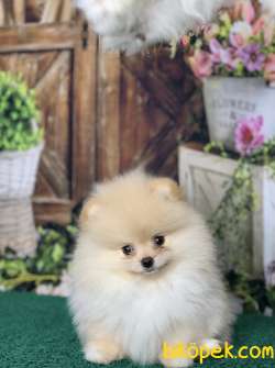 RENGİNİN VE IRKININ EN İYİSİ POFUDUKTEDDY BEAR BOO YAVRULARIMIZ 2