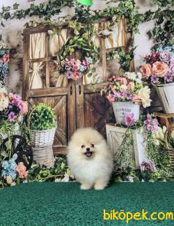 RENGİNİN VE IRKININ EN İYİSİ POFUDUKTEDDY BEAR BOO YAVRULARIMIZ 4