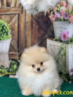 RENGİNİN VE IRKININ EN İYİSİ POFUDUKTEDDY BEAR BOO YAVRULARIMIZ 5