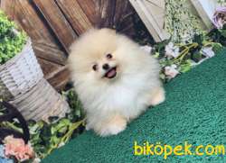 RENGİNİN VE IRKININ EN İYİSİ POFUDUKTEDDY BEAR BOO YAVRULARIMIZ 1