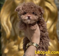 Renk Rek Toy Poodl 2