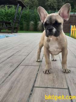 RENK RENK Frenc Buldog  YAVRULARI 2