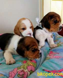 Renk Renk Harika Beagle Yavrularımız 5