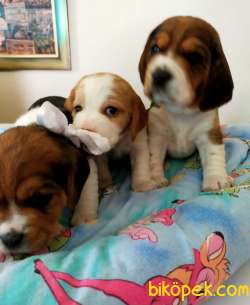 Renk Renk Harika Beagle Yavrularımız 2