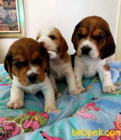 Renk Renk Harika Beagle Yavrularımız