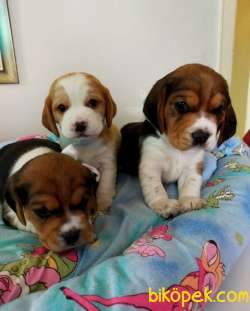 Renk Renk Harika Beagle Yavrularımız 3