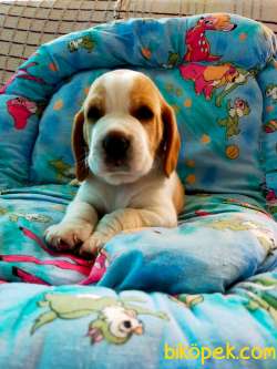Renk Renk Harika Beagle Yavrularımız 1